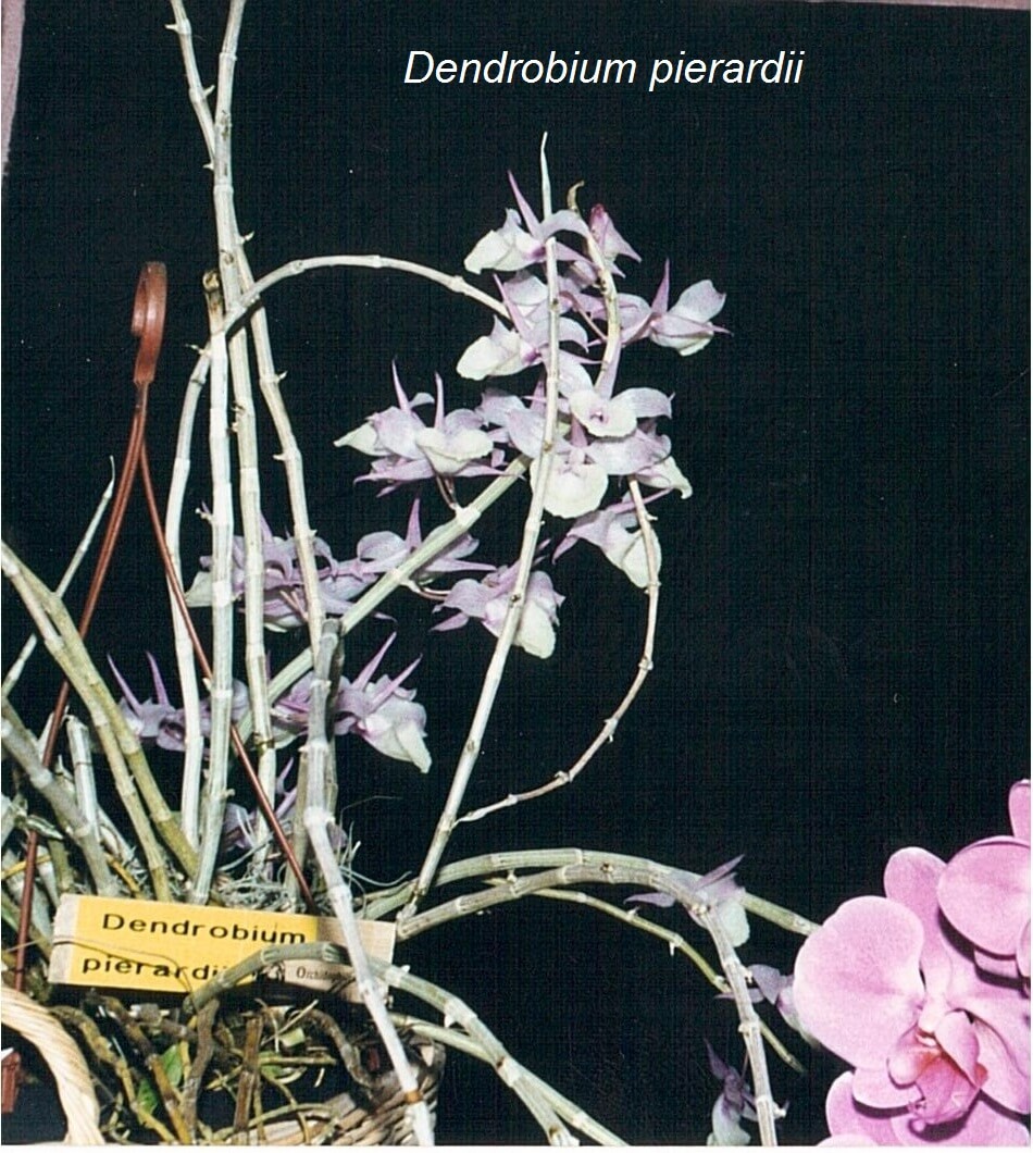 Dendrobium pierardii