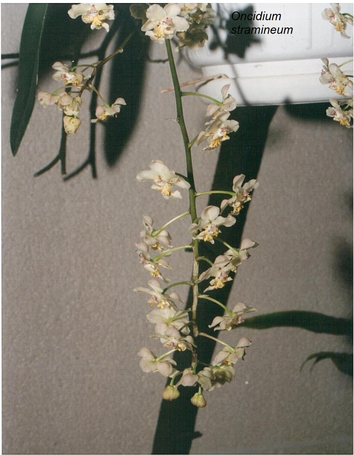 Oncidium stramineum