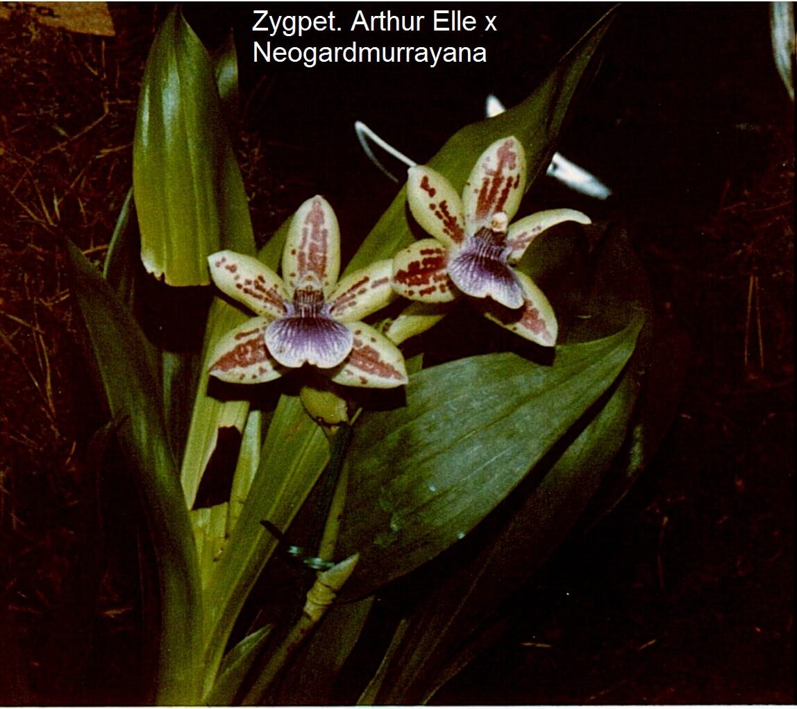 Zygpet Arthur Elle x Neogardmurrayanaoalum