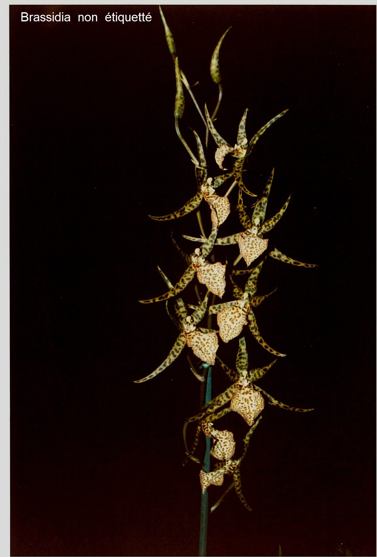 Brassidium Non étiquetté