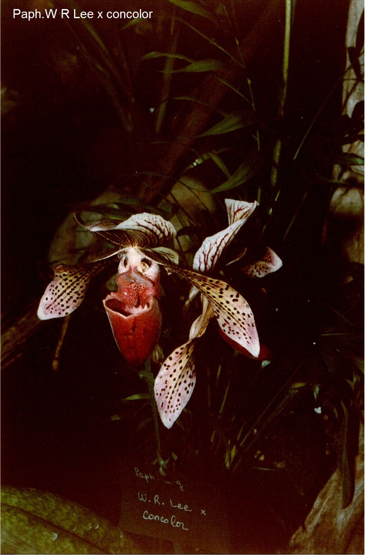 Paphiopedilum W R Lee x concolor