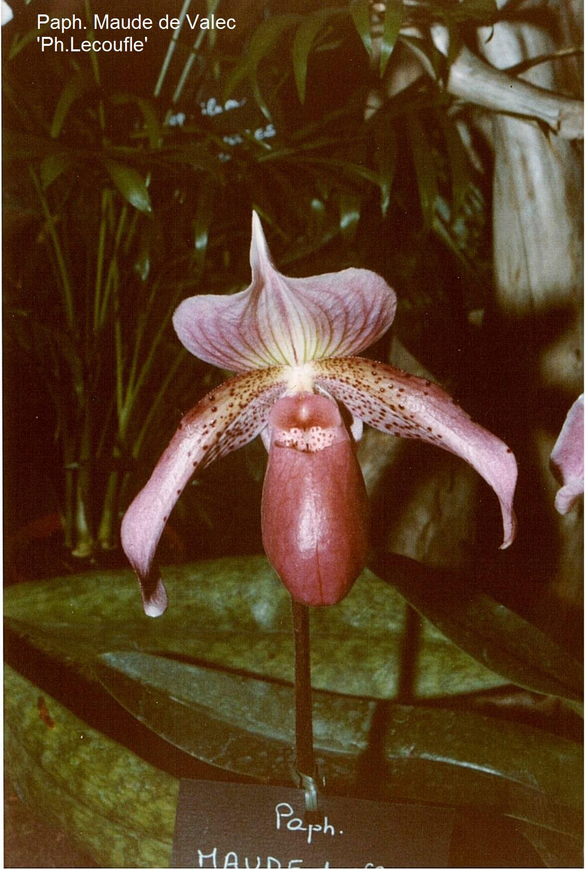 Paphiopedilum Maude de VaIec