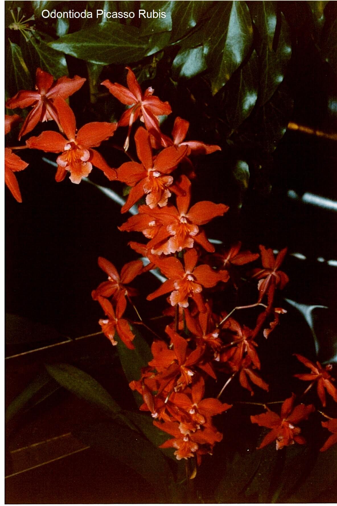 Odontioda Picasso Rubis