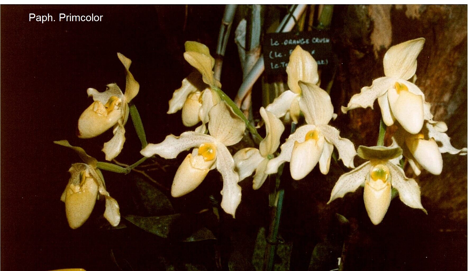Paphiopedilum Primcolor