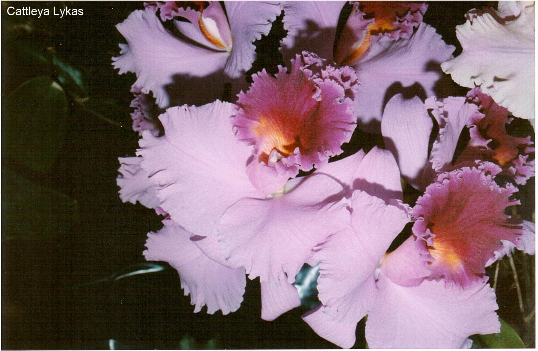 Cattleya Lykas
