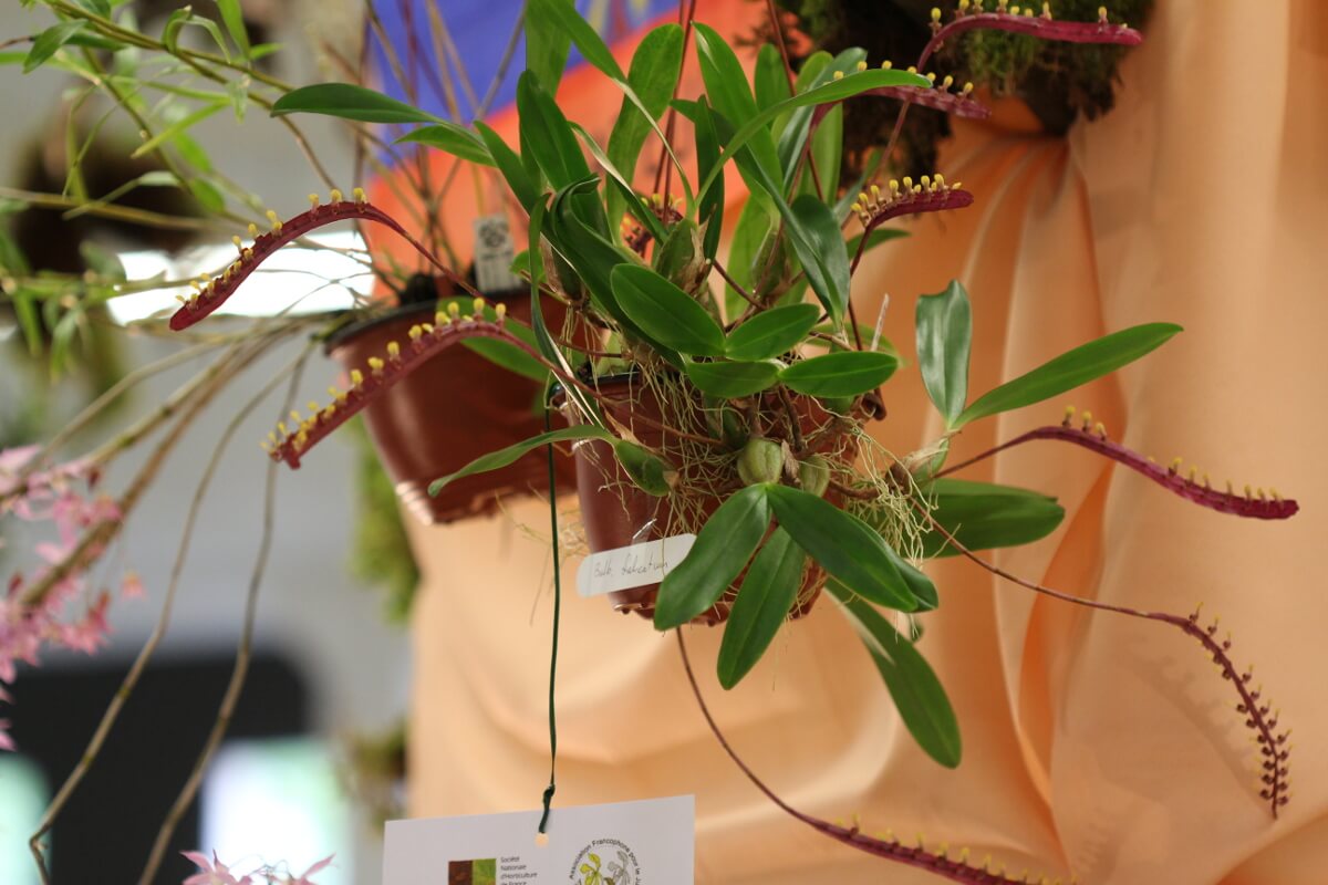 Bulbophyllum falcatum