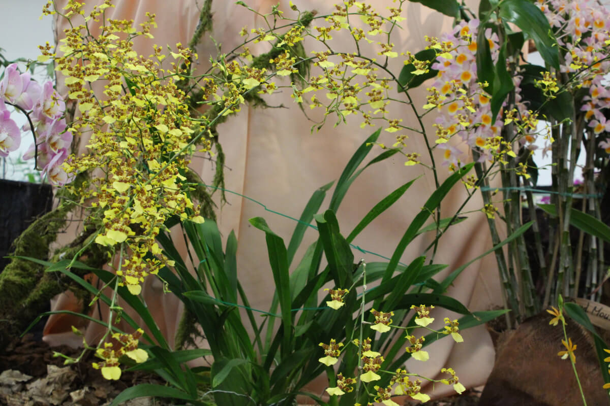 Oncidium sphacelatum