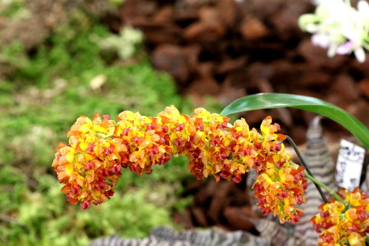 Baptistonia echinata x Oncidium cheirophorum