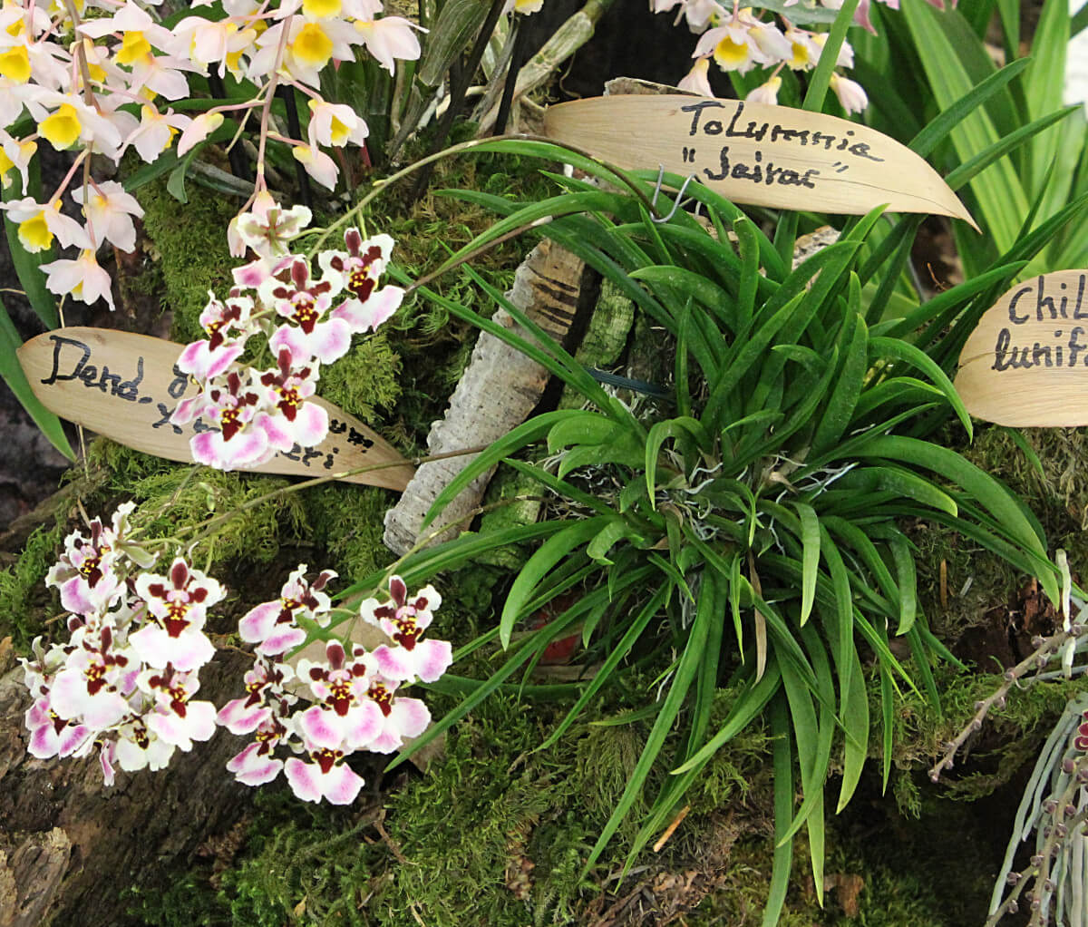 Tolumnia Jairak Flyer