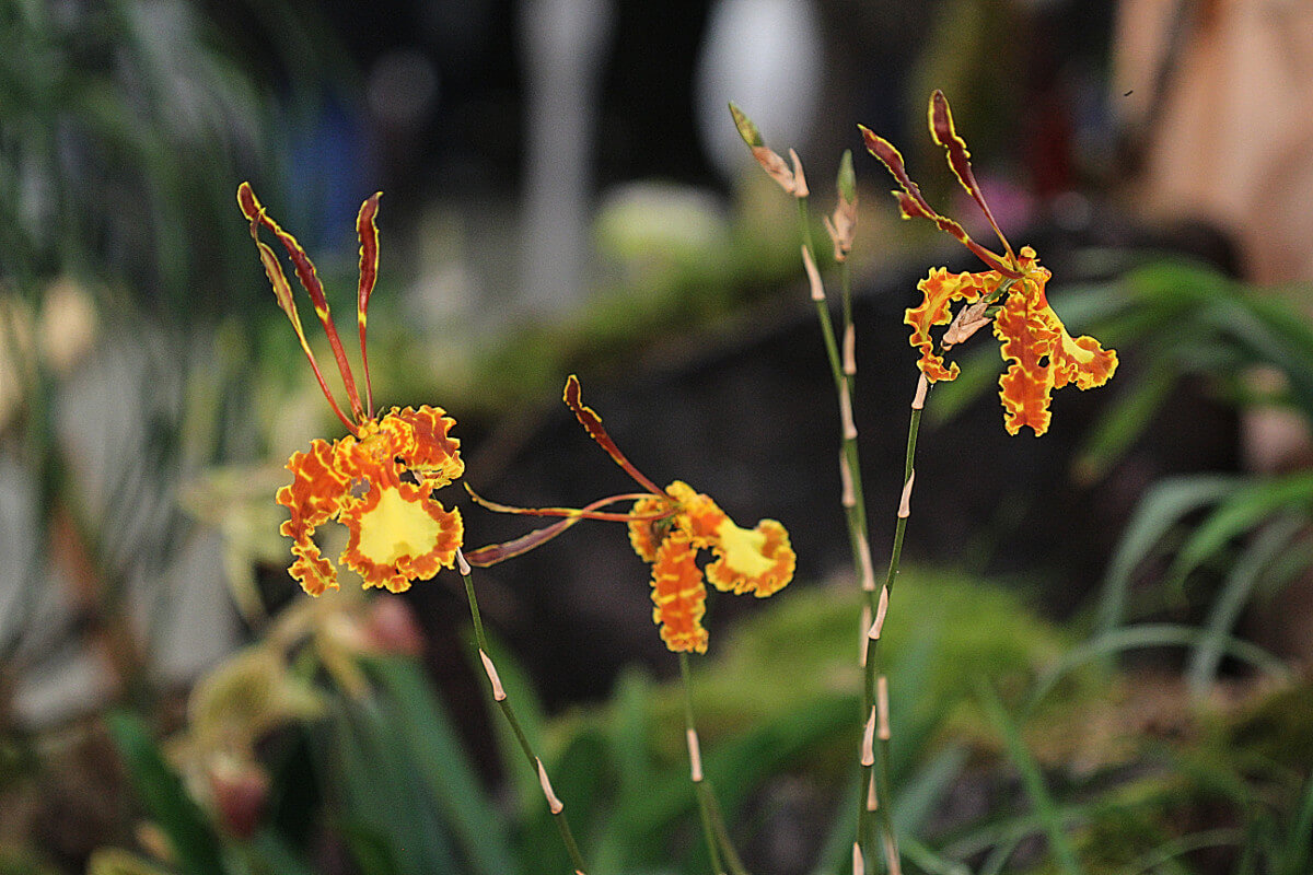 Psychopsis Kalihi