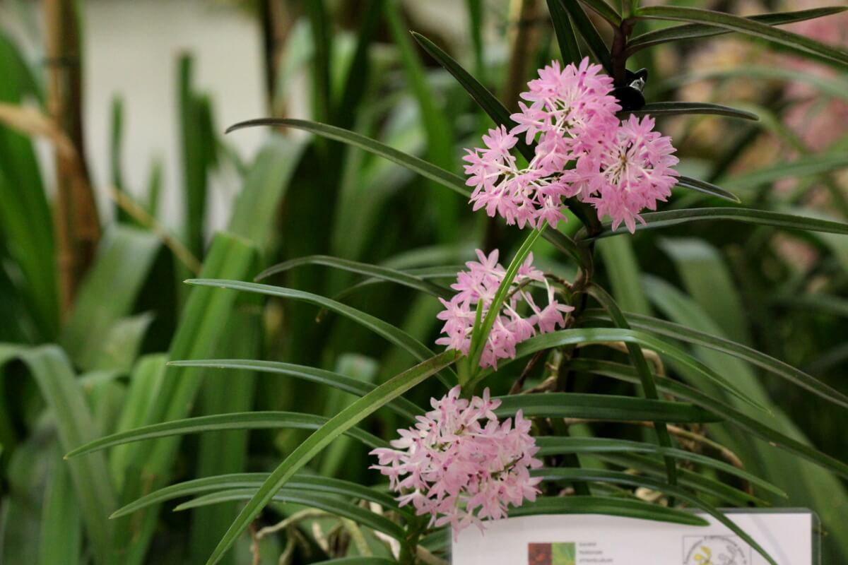Ascocentrum christensonianum