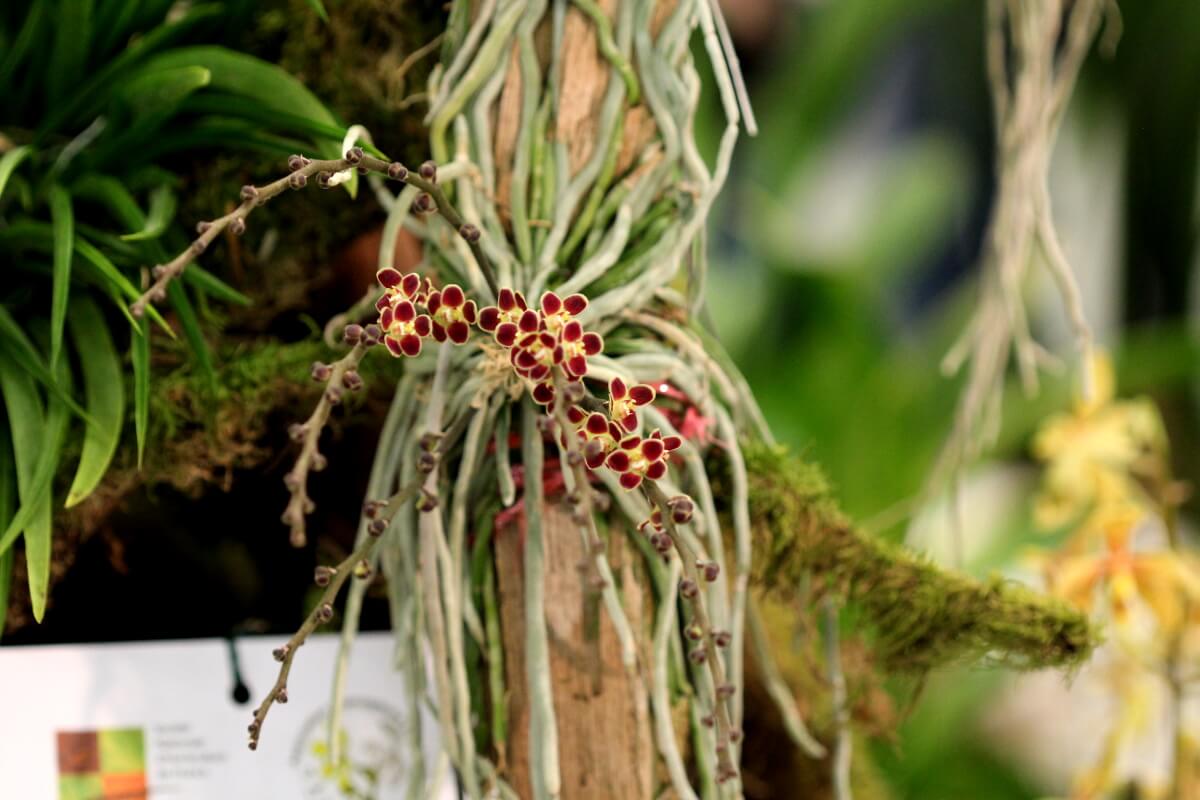 Chilochista lunifera