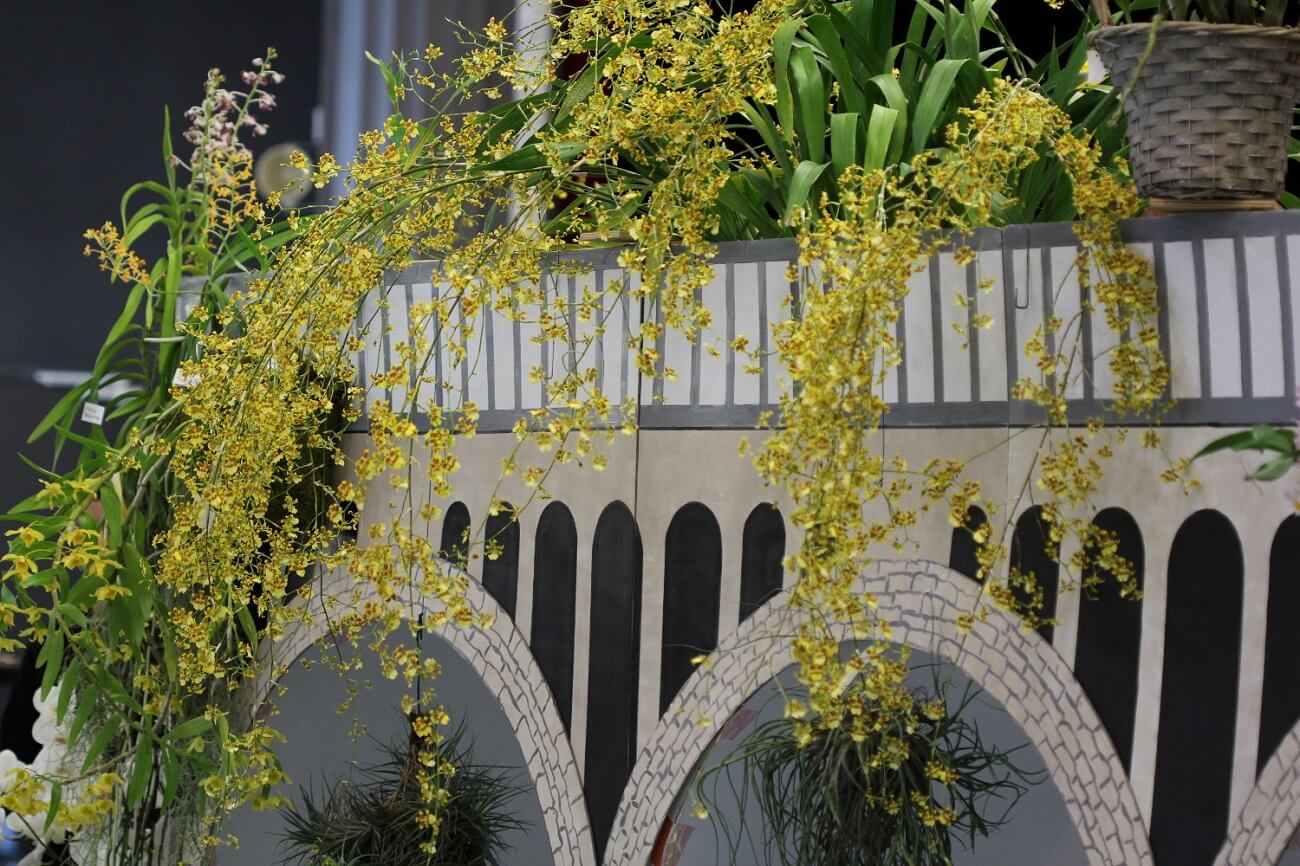 Oncidium sphacelatum