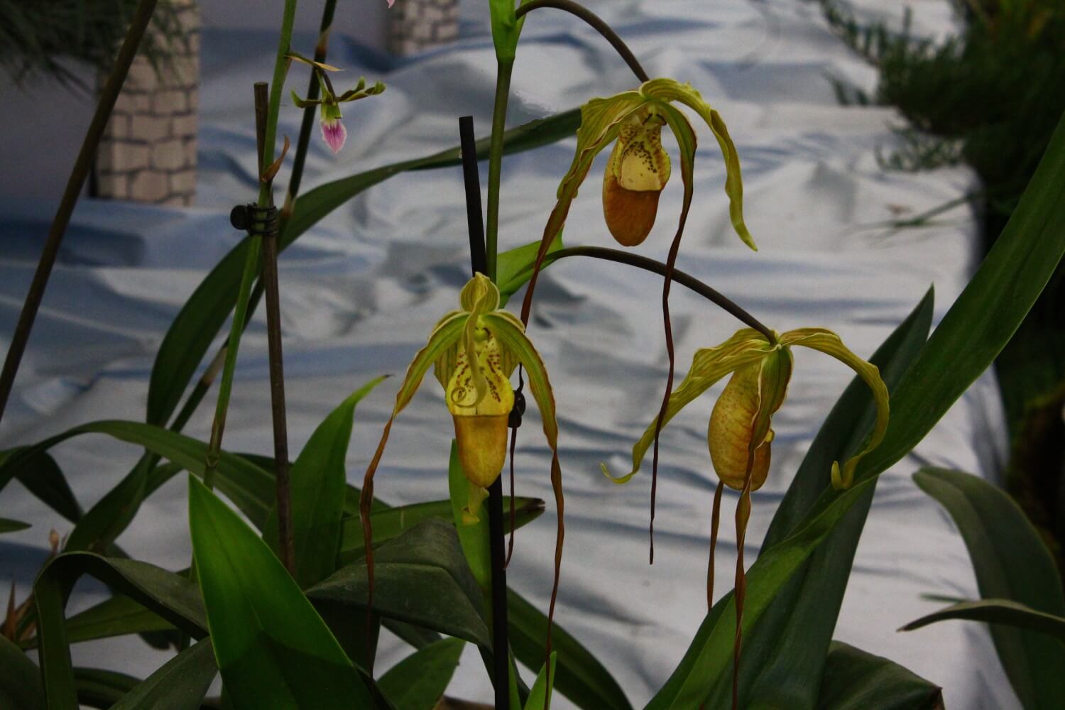 Phragmipedilum Grande