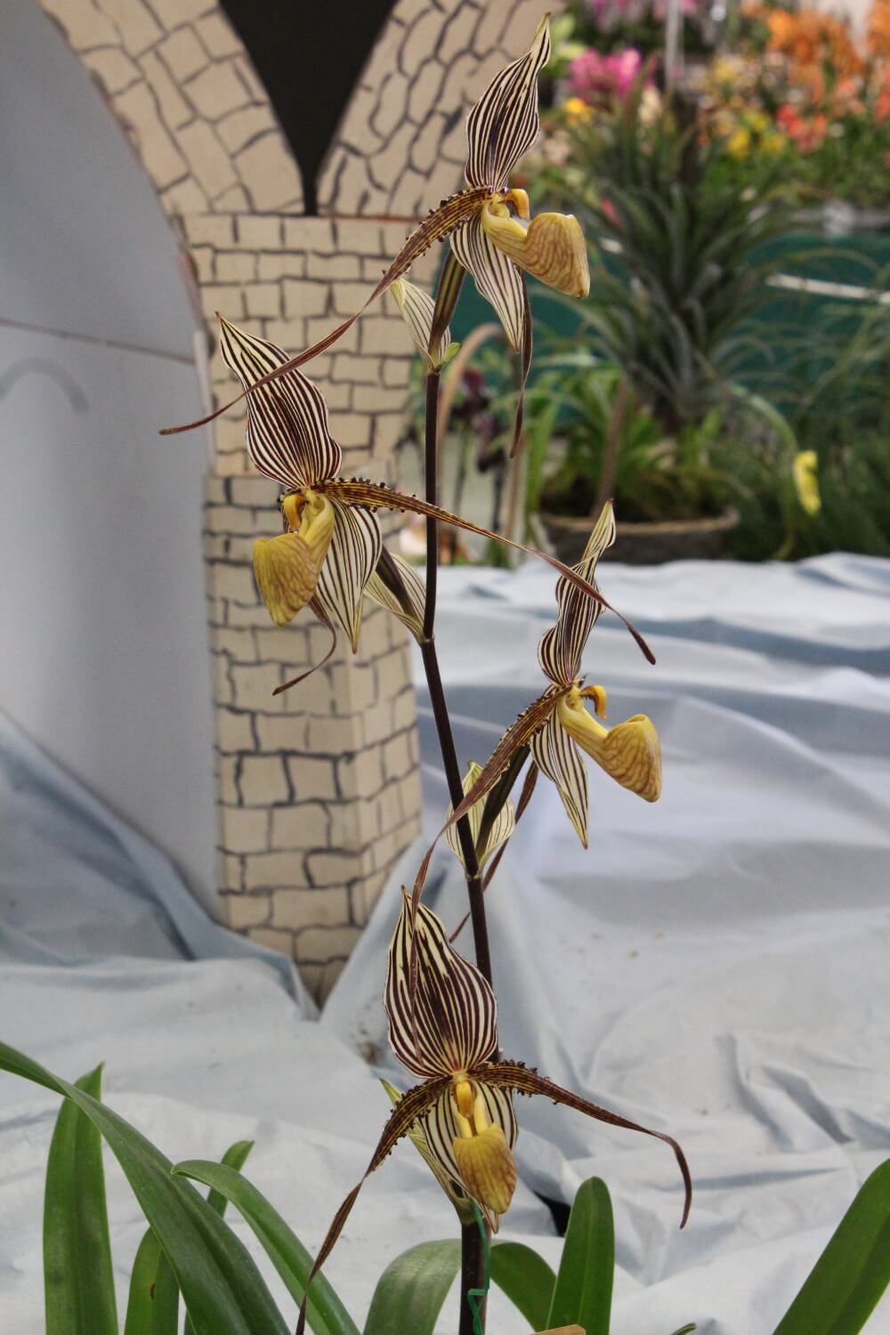 Paphiopedilum Saint Swithin