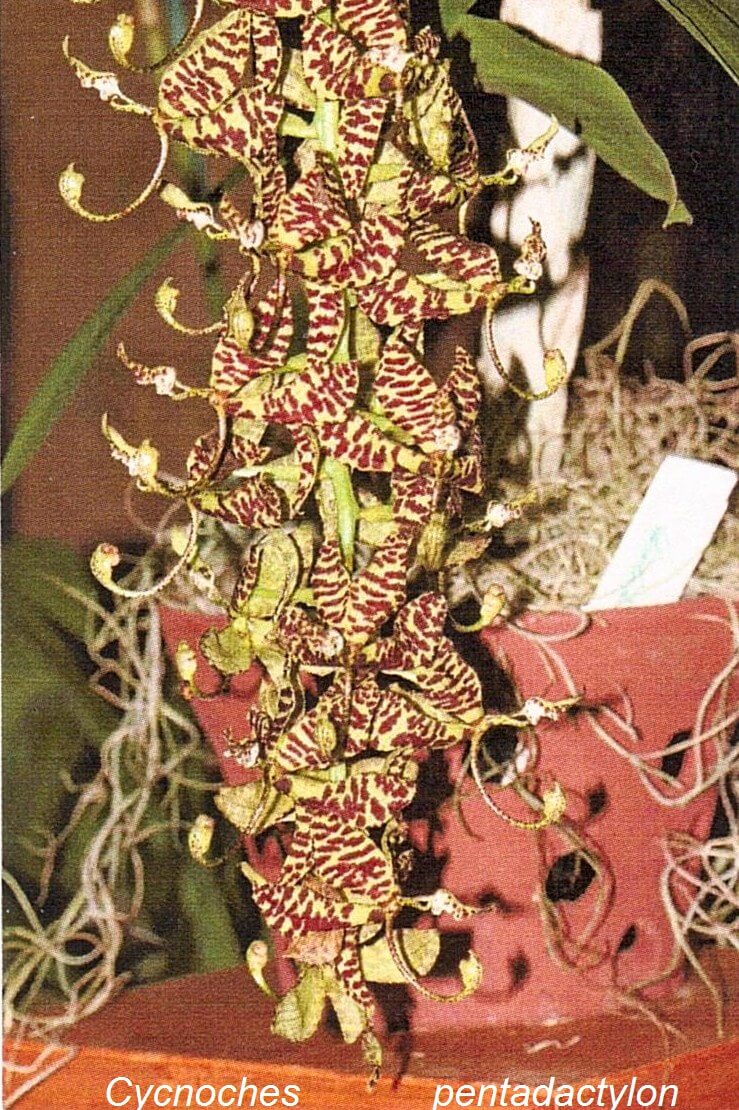 Cycnoches pentadactylon