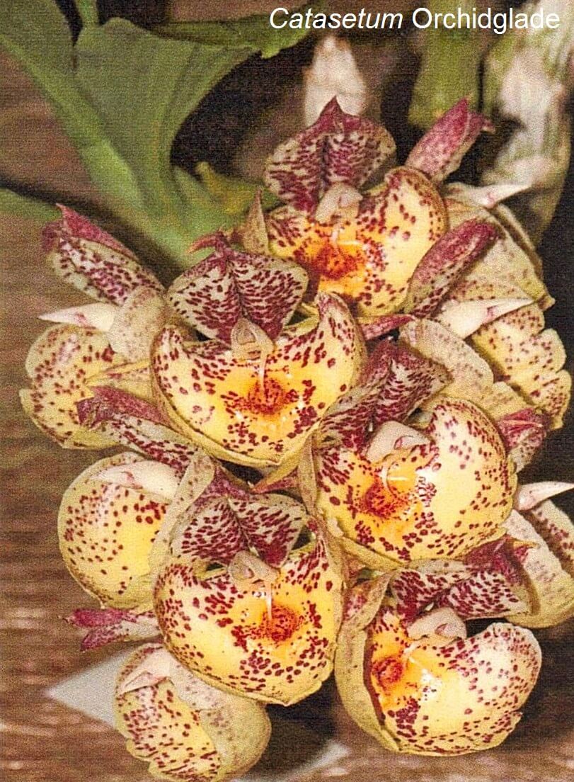 Catasetum Orchidglade