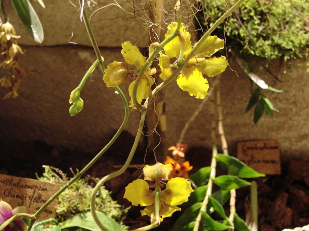 Cyrtochilum macranthum