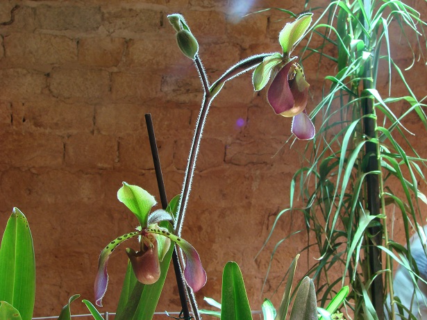 Paphiopedilum lowii