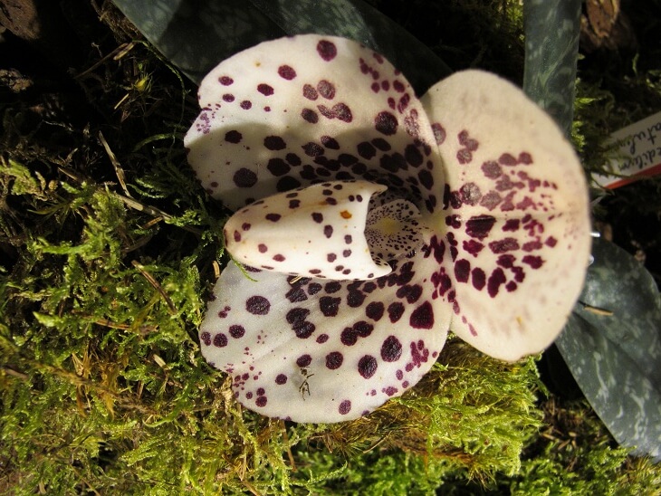 Paphiopedilum bellatulum