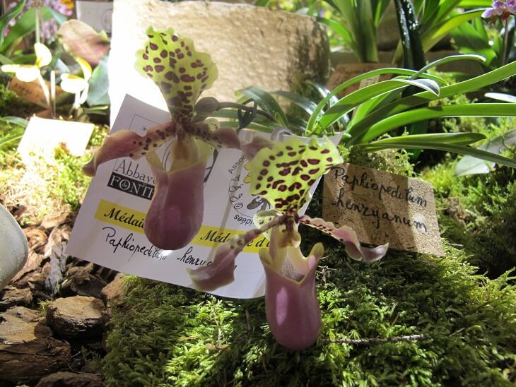 Paphiopedilum henryanum