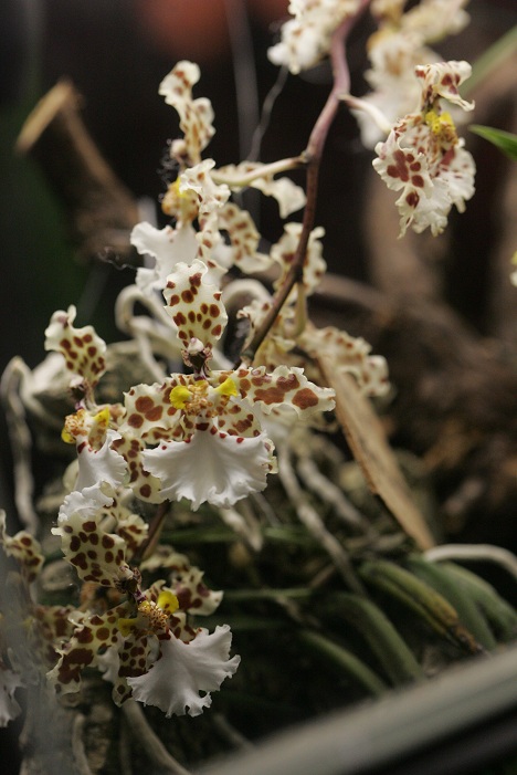 Oncidium jonesianum