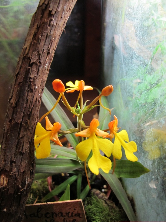 Habenaria xanthocheila