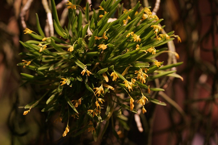 Pleurothallis sanderiana