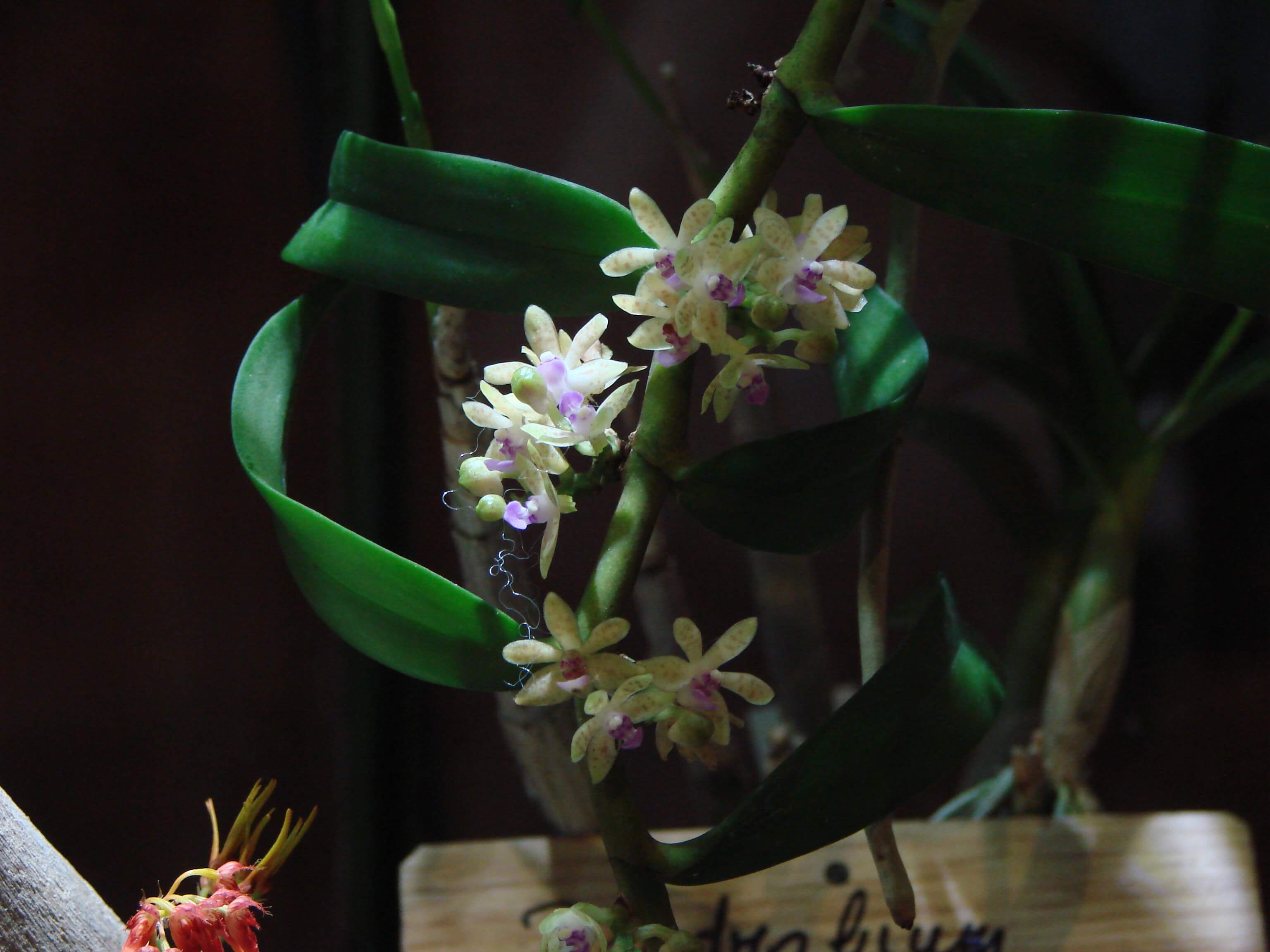 Trichoglottis cirrhifera