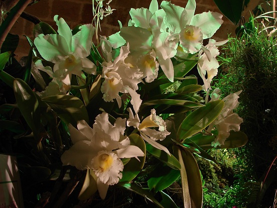 Cattleya Angel Bell's