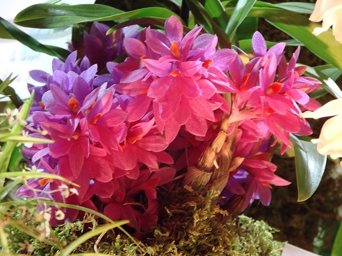 Dendrobium Hibiki