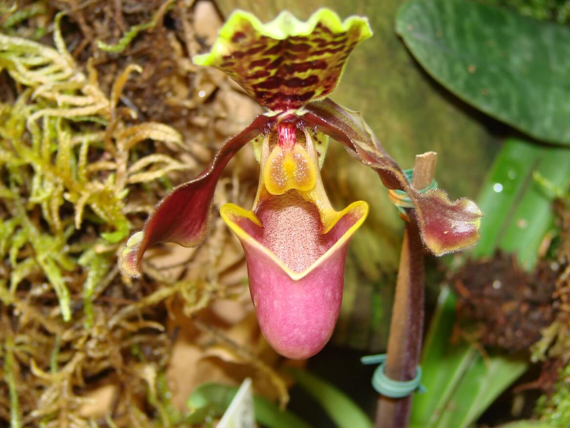Paphiopedilum henryanum
