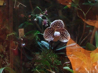 Paphiopedilum godfroyae