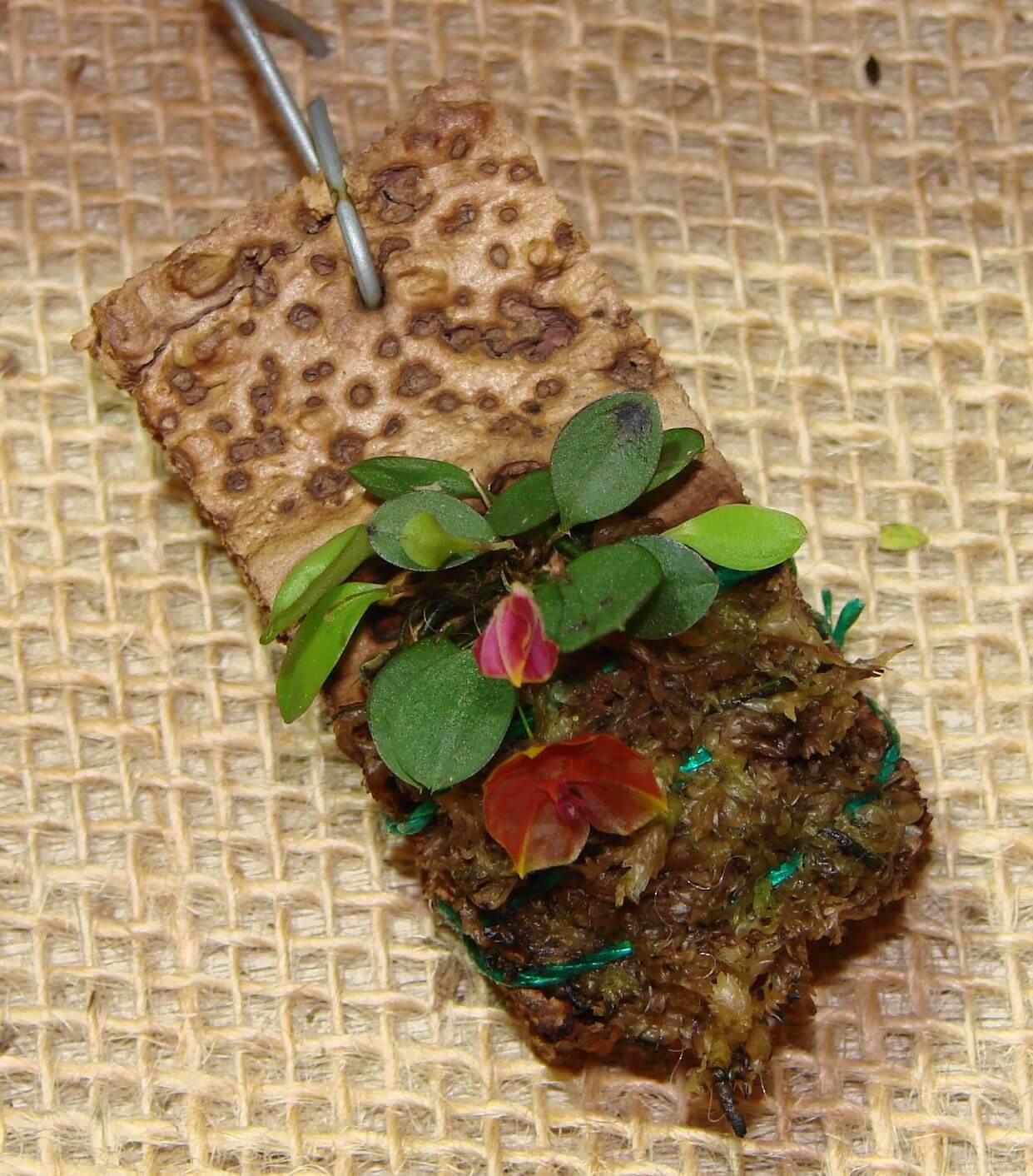 Lepanthes telepogonifera