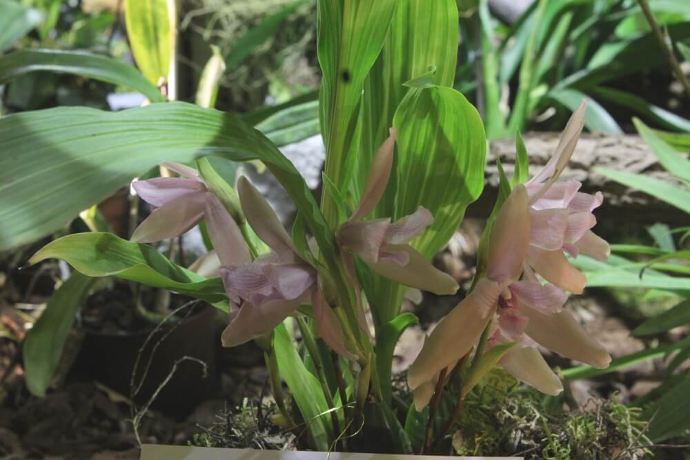 Lycaste tricolor
