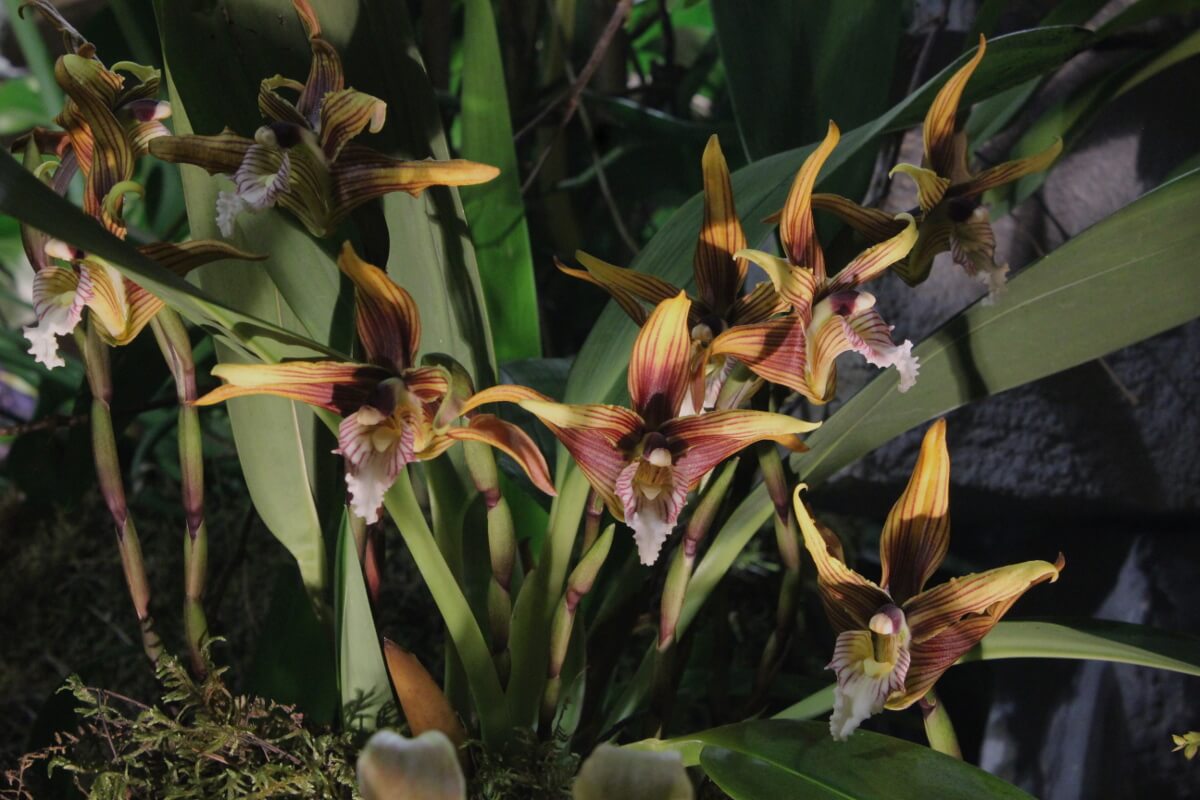 Maxillaria striata