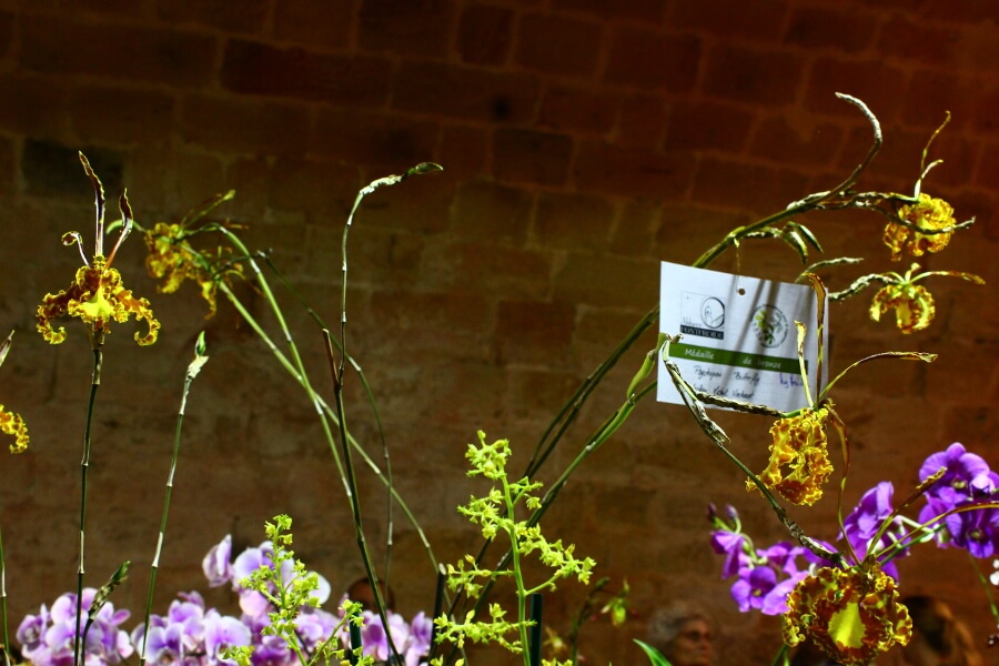 Psychopsis Butterfly