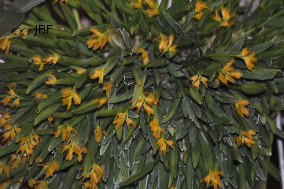 Pleurothallis sonderana