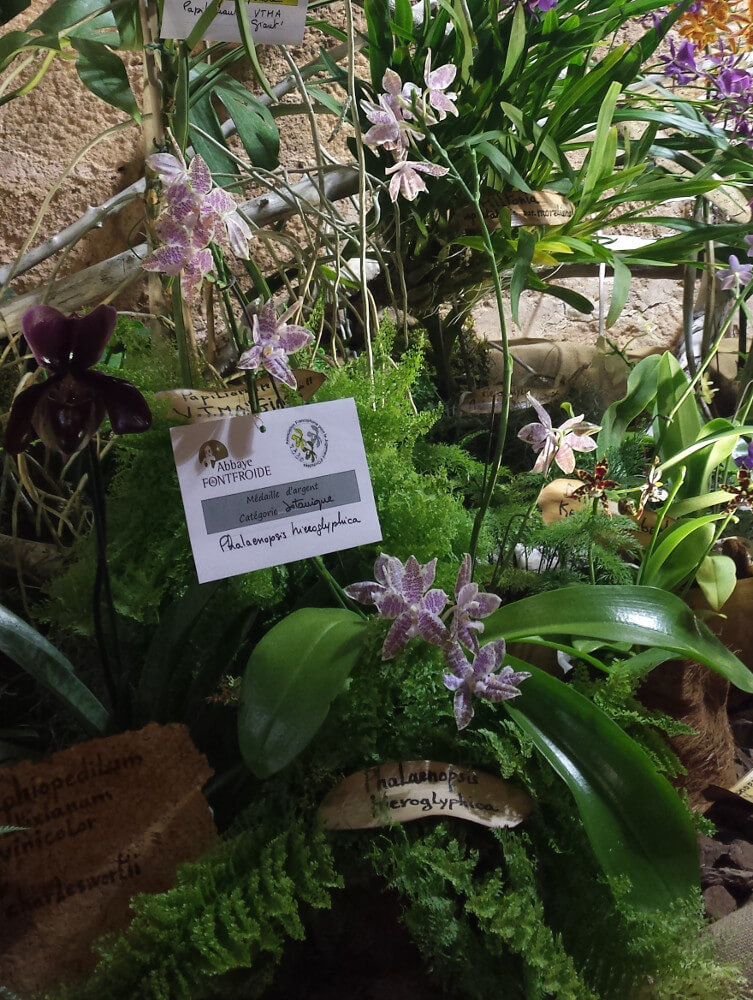 Phalaenopsis hierographica