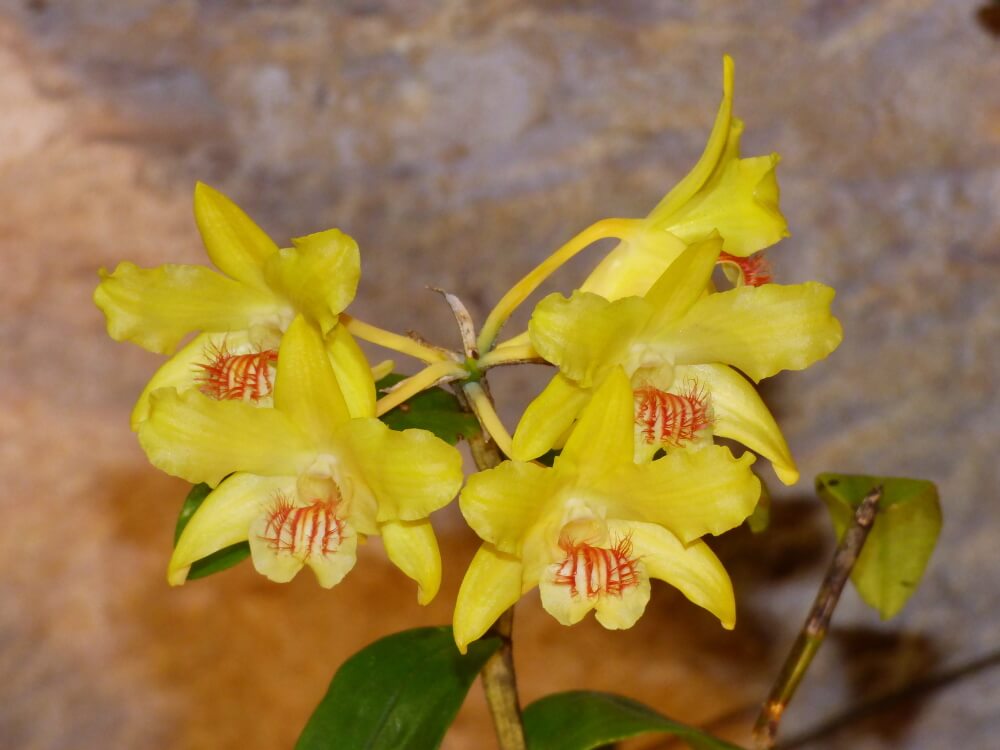 Dendrobium lowii
