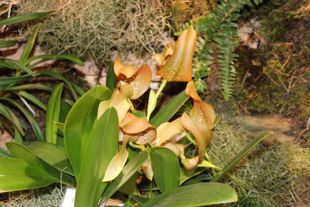 Bulbophyllum grandiflorum