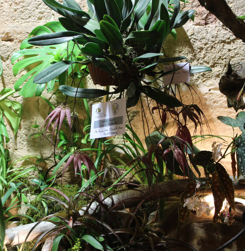 Bulbophyllum Elizabeth Ann