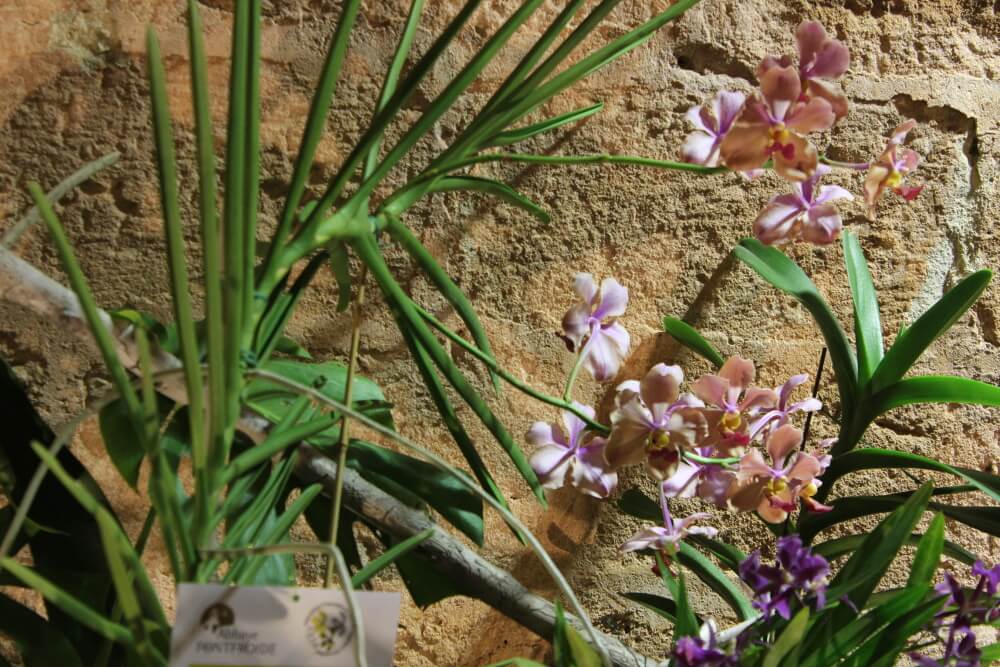 Papilioanthe VTMA 'Grant'