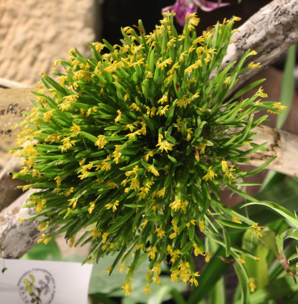 Pleurothallis sonderiana