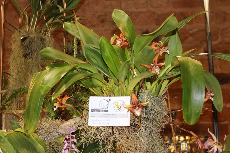 Maxillaria striata
