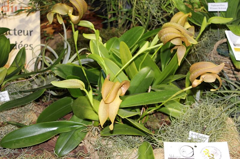 Bulbophyllum grandiflorum