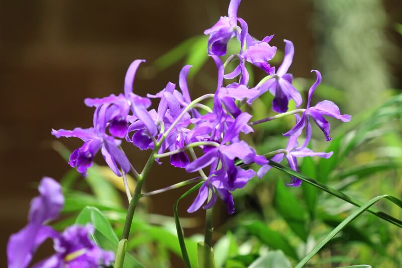 Cattleya bowringiana