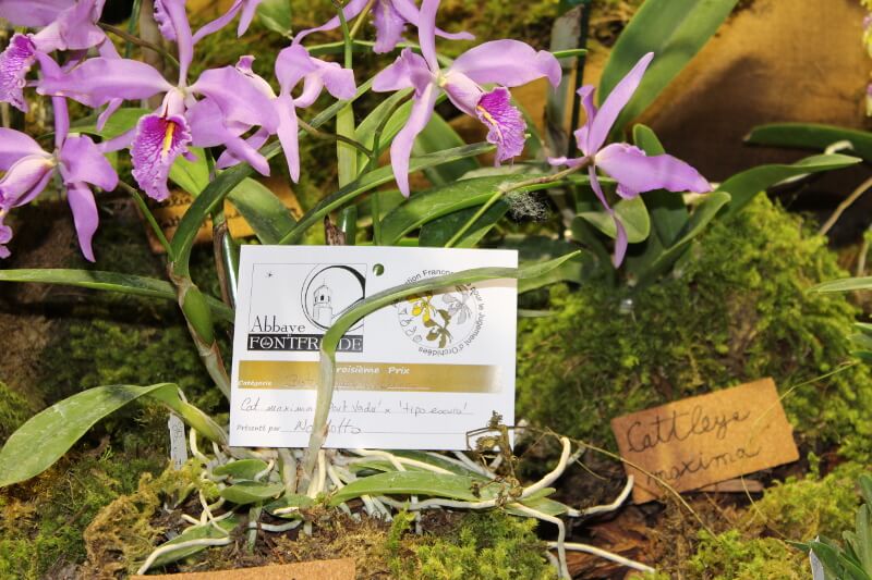 Cattleya maxima ‘Dark Vader’ x ‘Tipo Escuro’