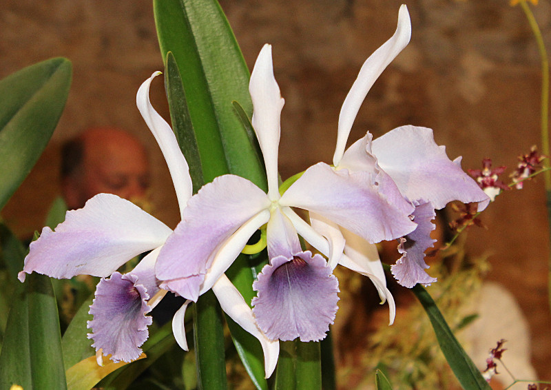 Cattleya CG Roebling ‘Blue Indigo’