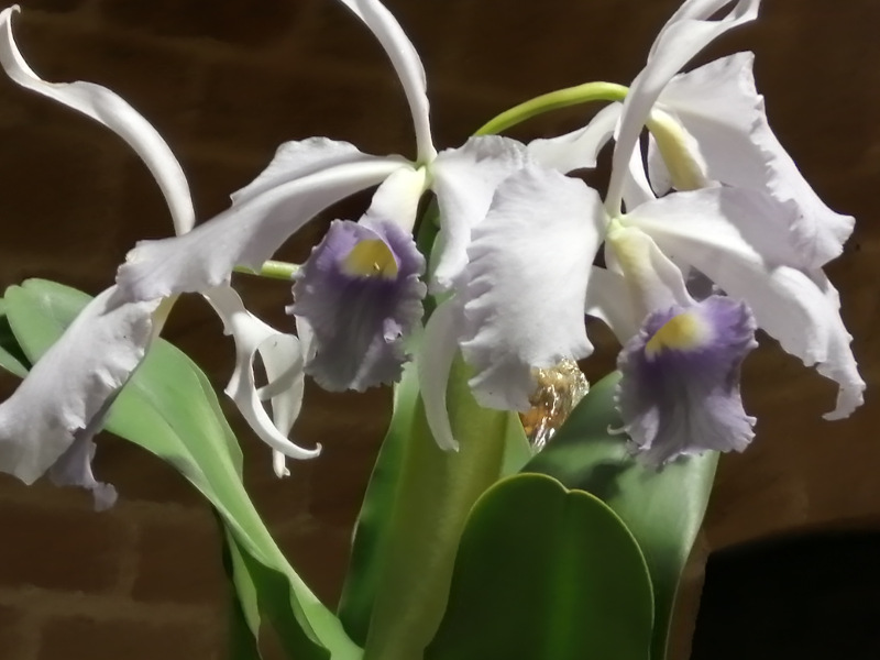 Cattleya Canhamiana ‘Azure Skies’